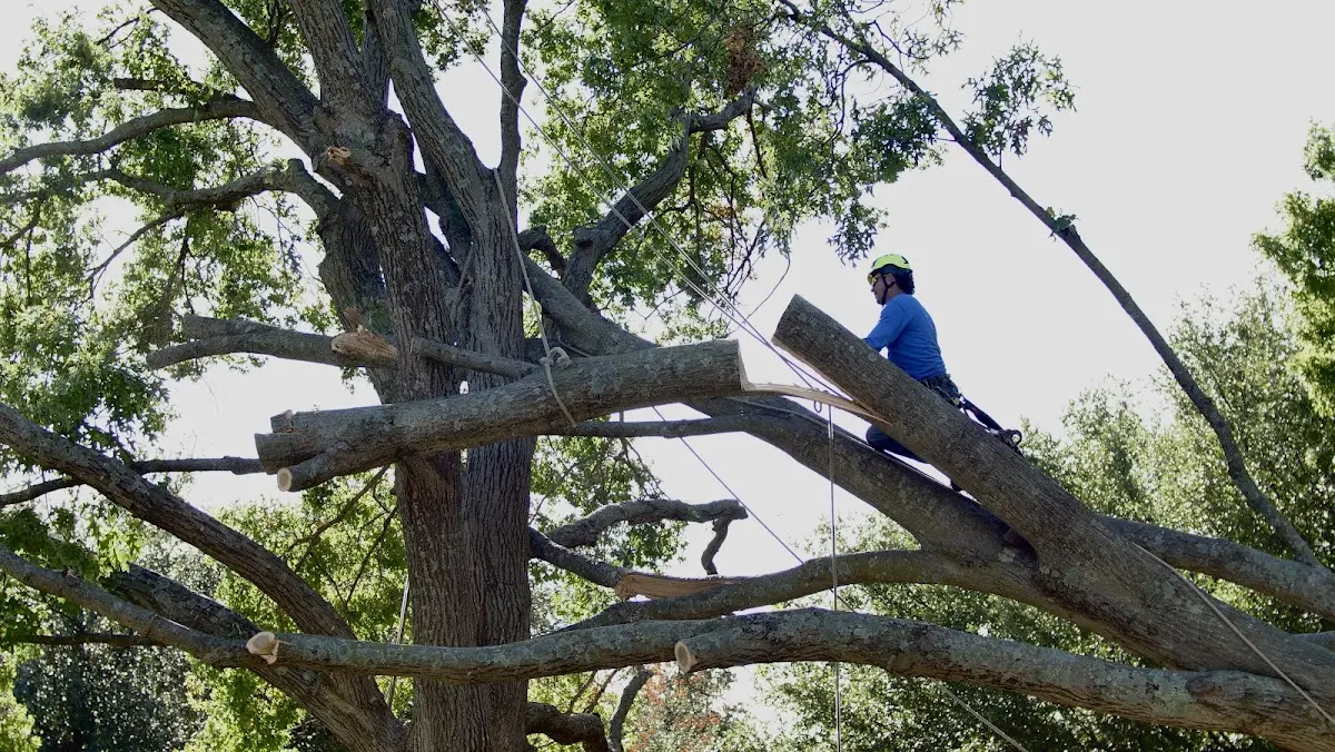 Professional Hazardous Tree Removal performed by certified arborists in Stoutsville