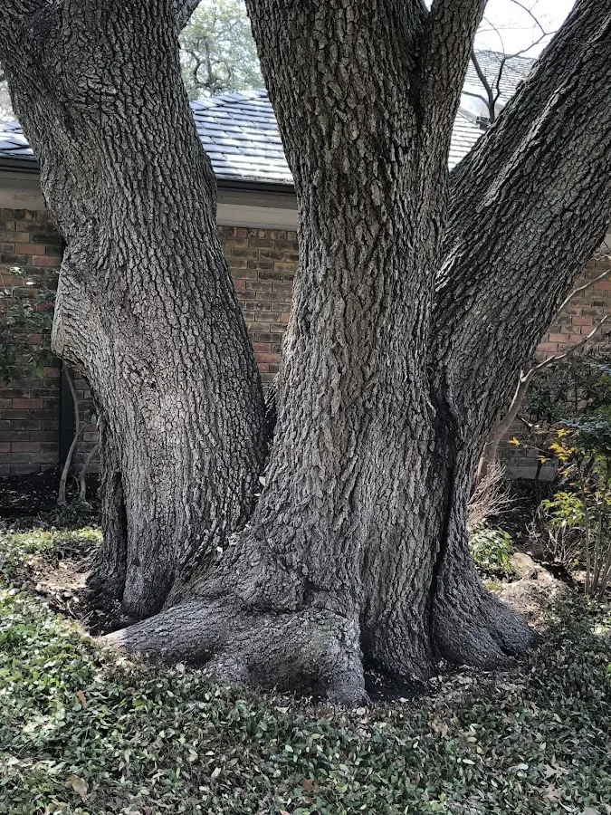 Mature heritage tree close to a Stoutsville property cared for by certified arborists